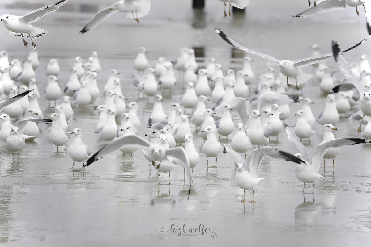 Gavina americana - ML646966871