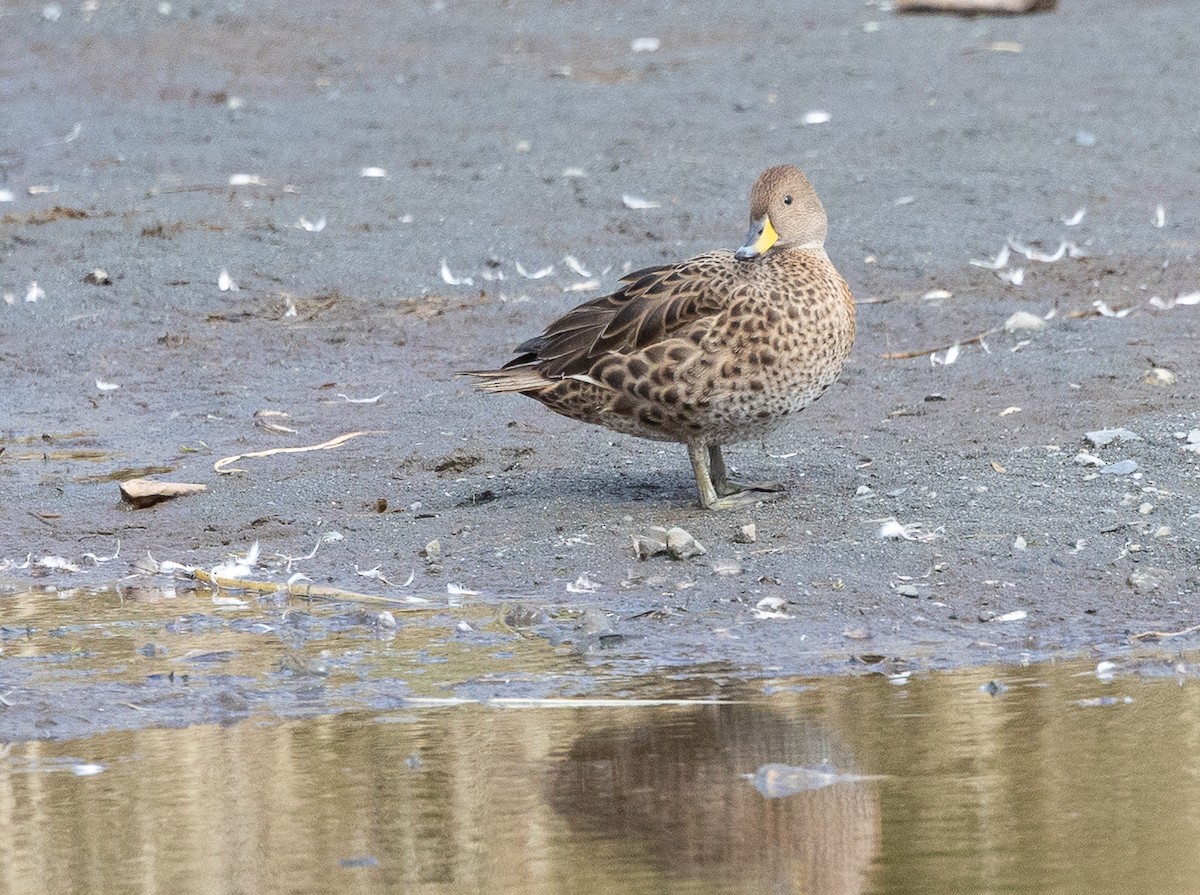 Ánade Maicero - ML646966872