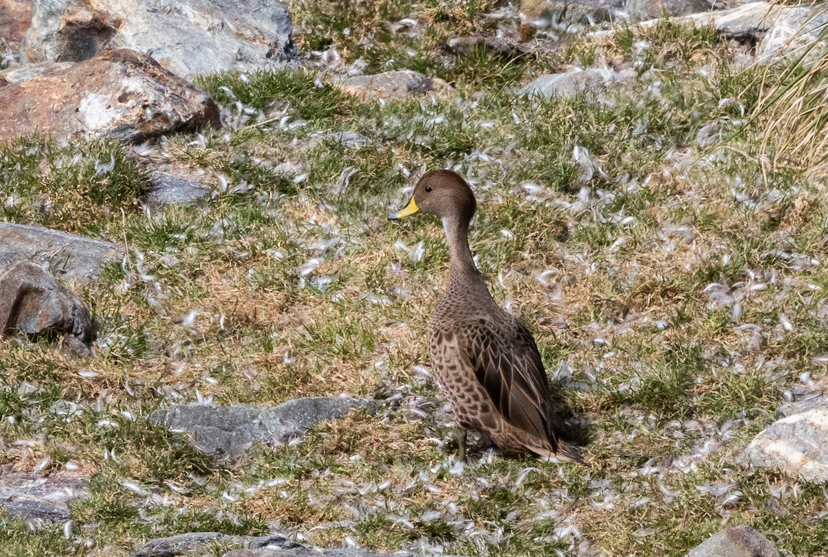 Ánade Maicero - ML646966873