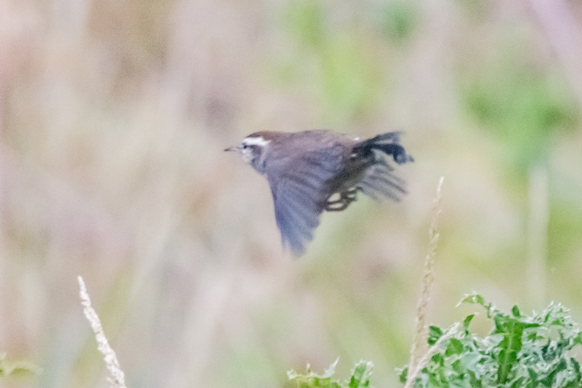 Bewick's Wren - ML646966898