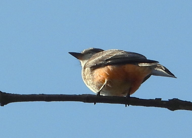 Mosquero Cardenal - ML646966908