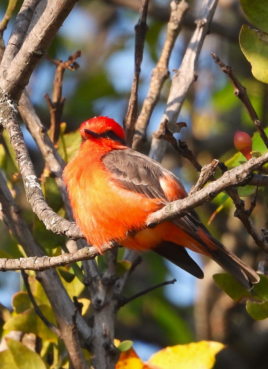 Mosquero Cardenal - ML646966909