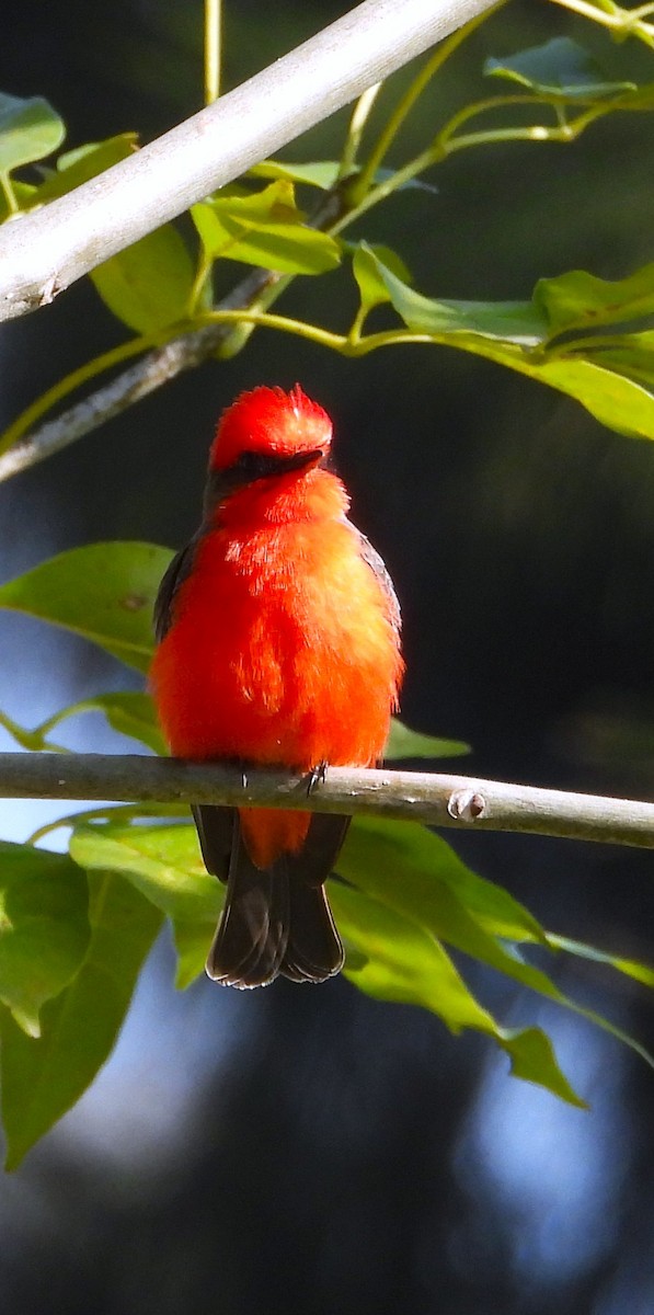 Mosquero Cardenal - ML646966910