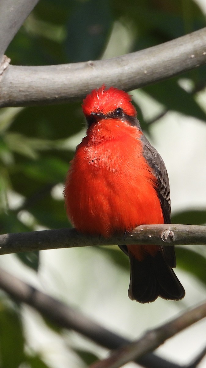Mosquero Cardenal - ML646966911