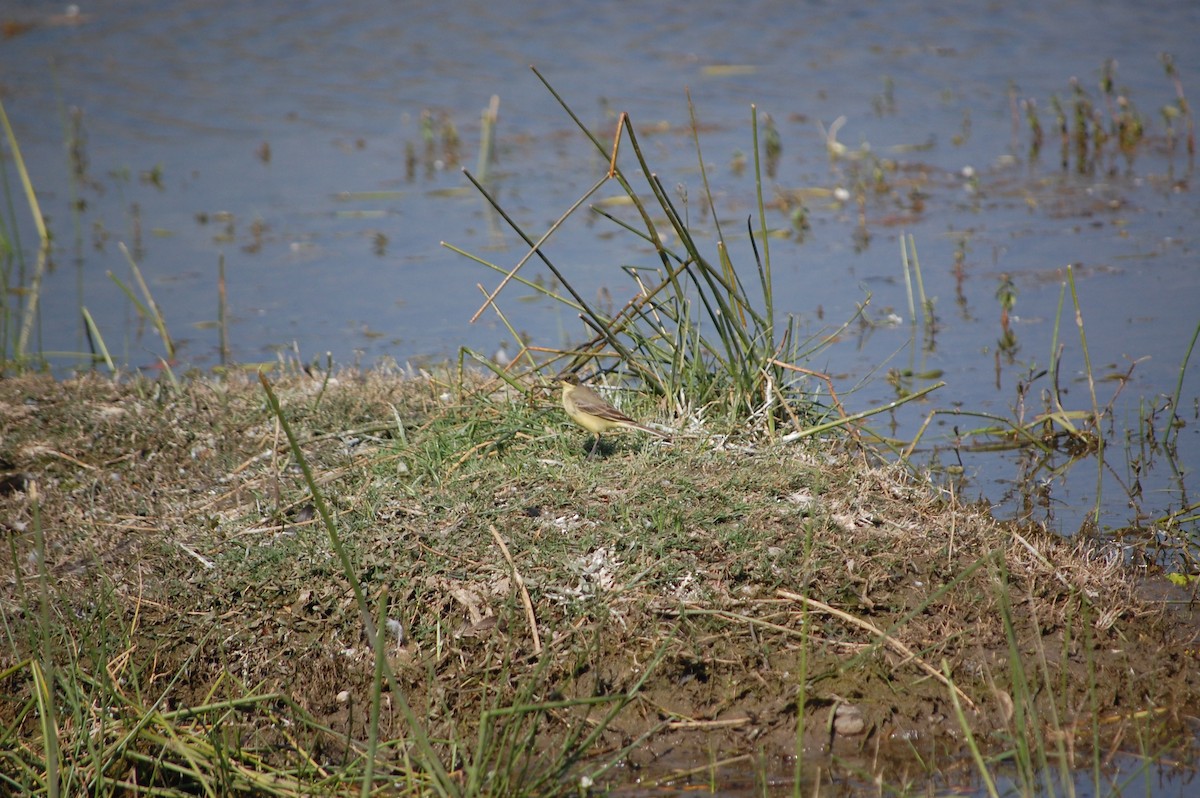 Citrine Wagtail - ML646966927
