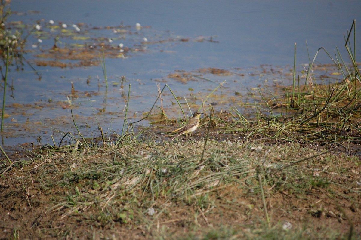 Citrine Wagtail - ML646966928