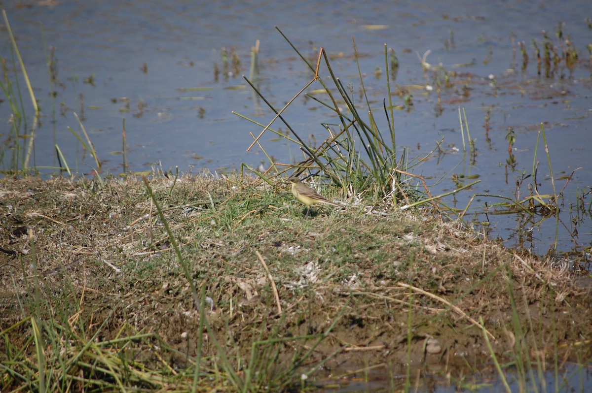Citrine Wagtail - ML646966929