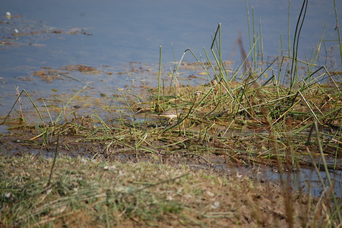 Citrine Wagtail - ML646966930