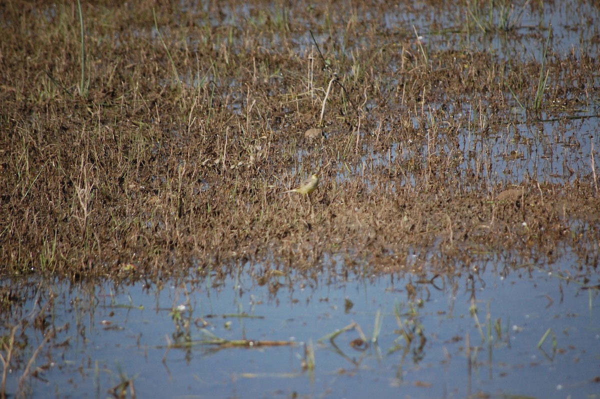 Citrine Wagtail - ML646966931