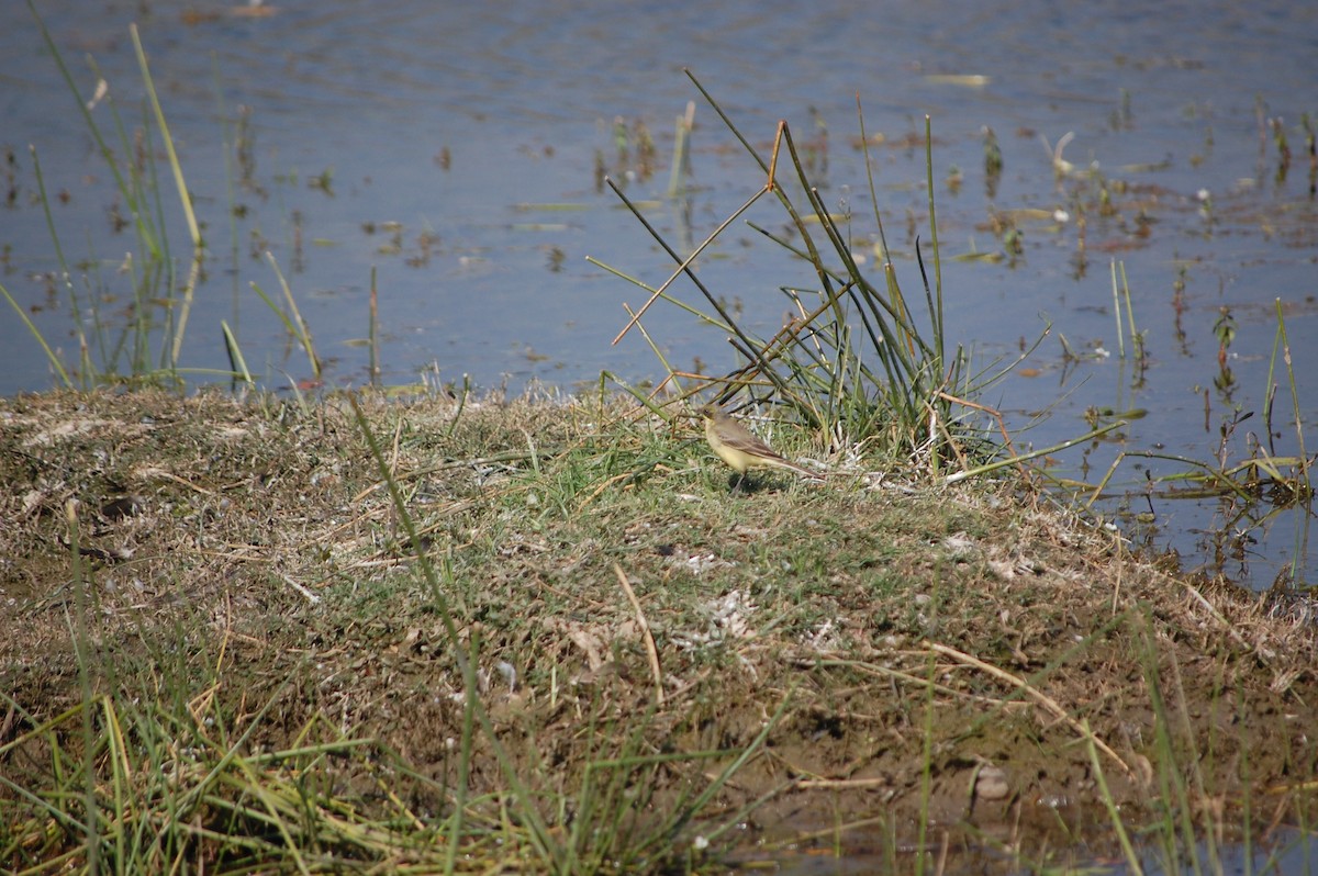 Citrine Wagtail - ML646966932