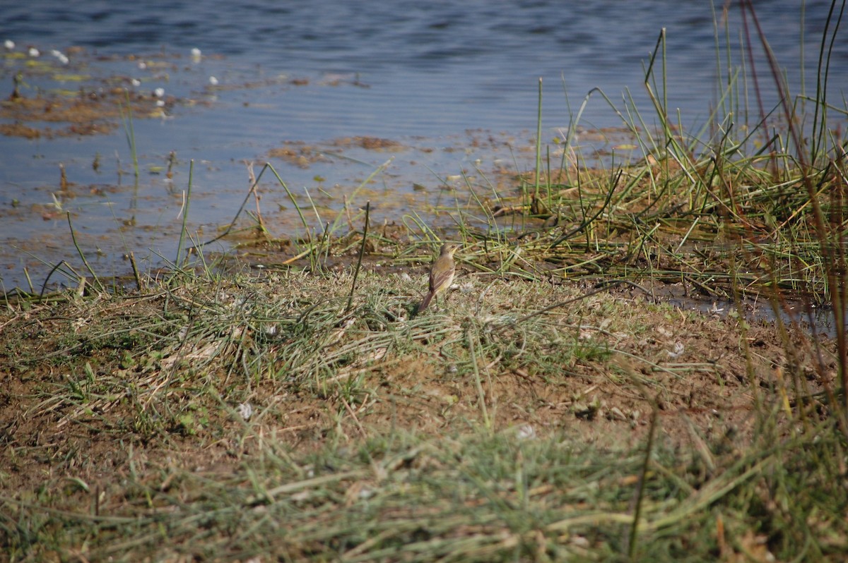 Citrine Wagtail - ML646966933