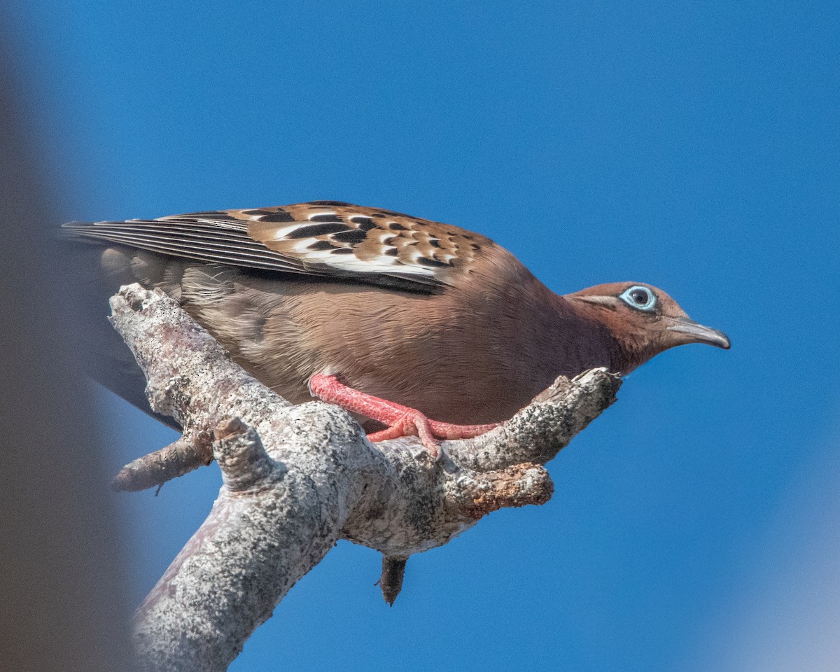 Galapagos Kumrusu - ML646966946