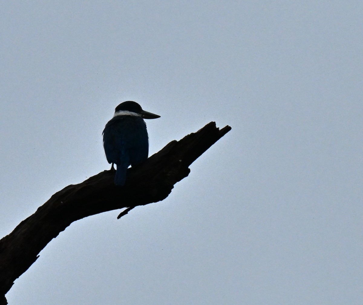 白領翡翠 - ML646966950