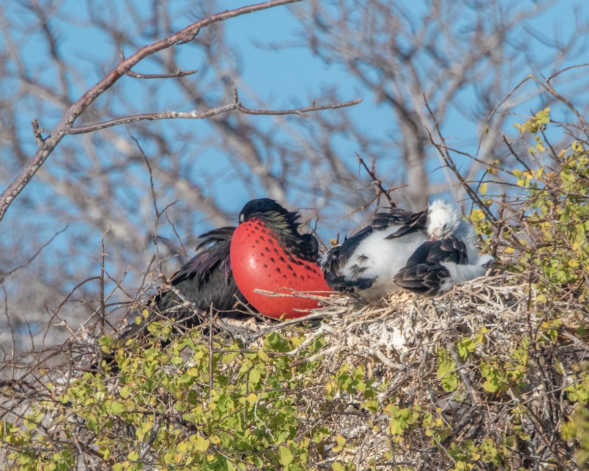Великолепный фрегат - ML646966953