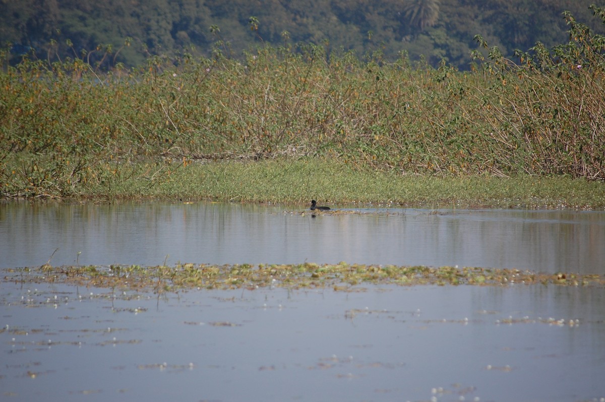 sothøne - ML646966959