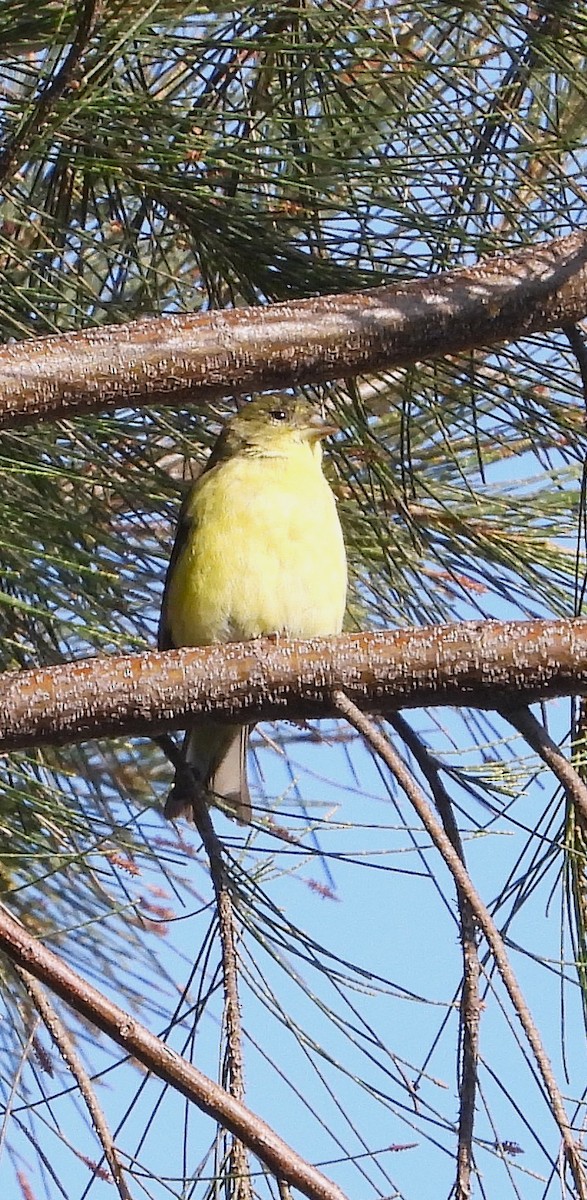 Jilguero Menor - ML646966962