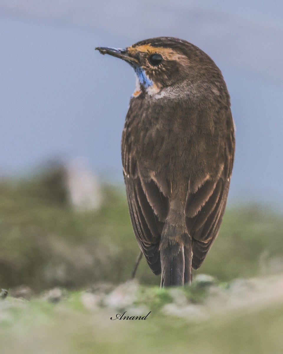 Варакушка - ML646966970