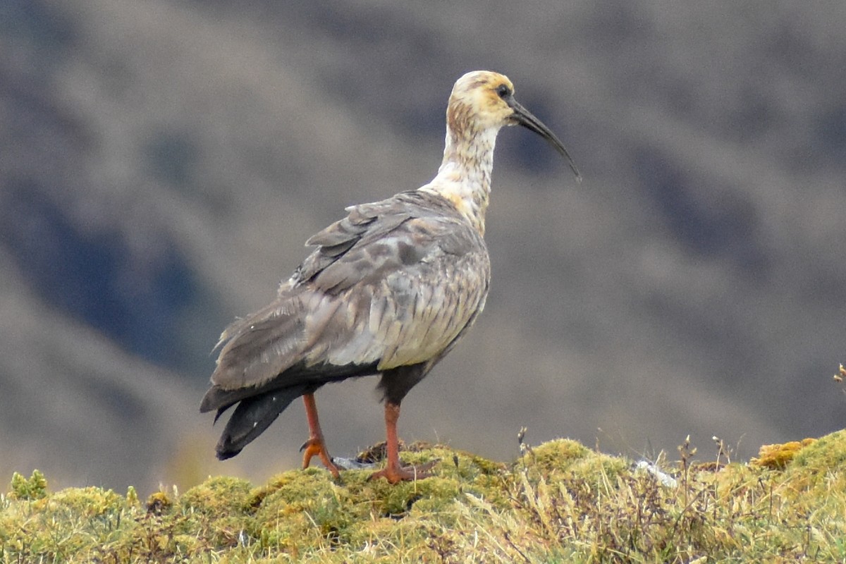 Ібіс андський - ML646966971