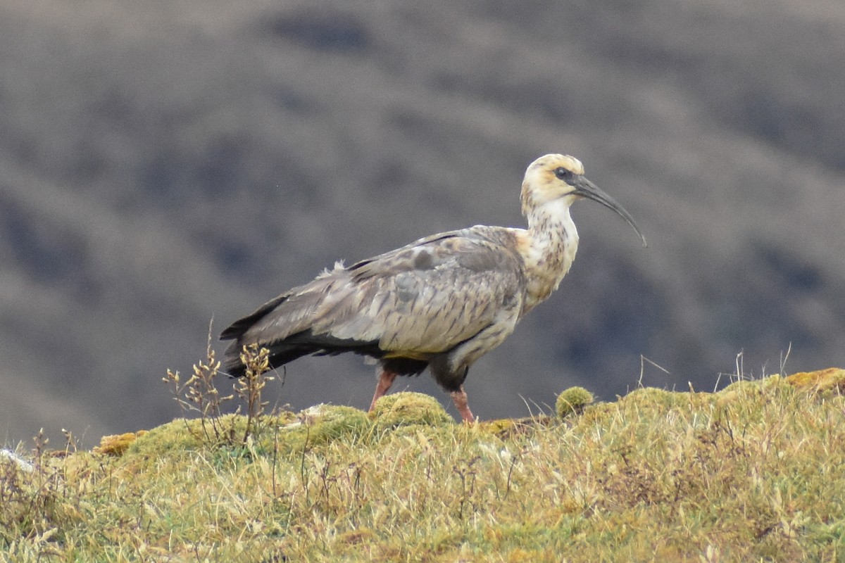 Ібіс андський - ML646966972