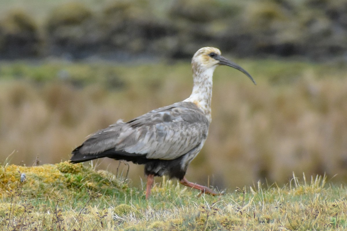 Ібіс андський - ML646966973