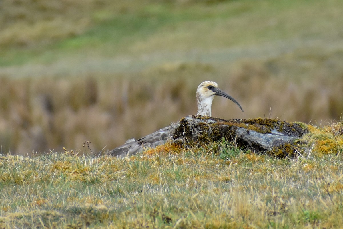 Ібіс андський - ML646966974