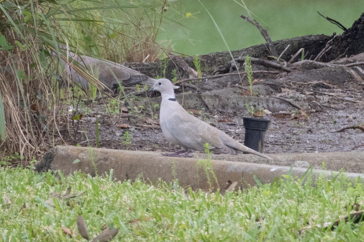 Буулгат хүүрзгэнэ - ML646966976