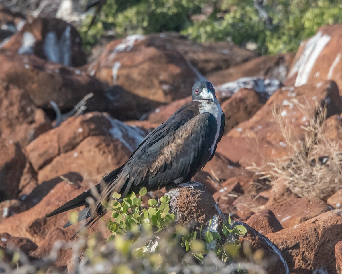 Большой фрегат - ML646966979