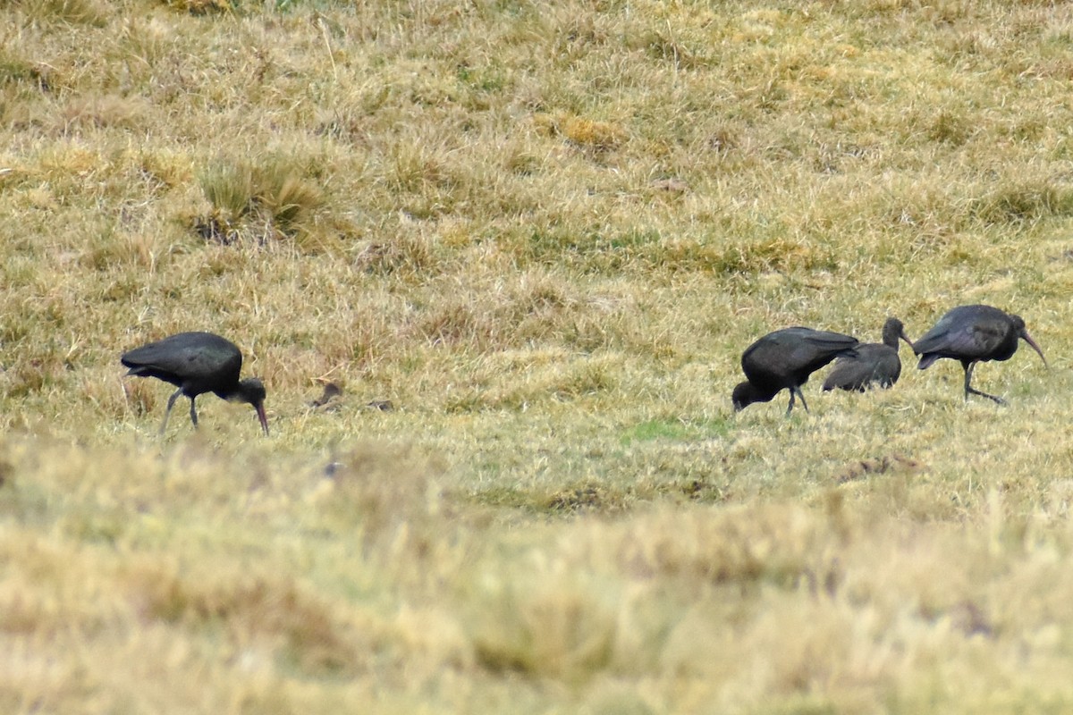 Коровайка тонкодзьоба - ML646966982