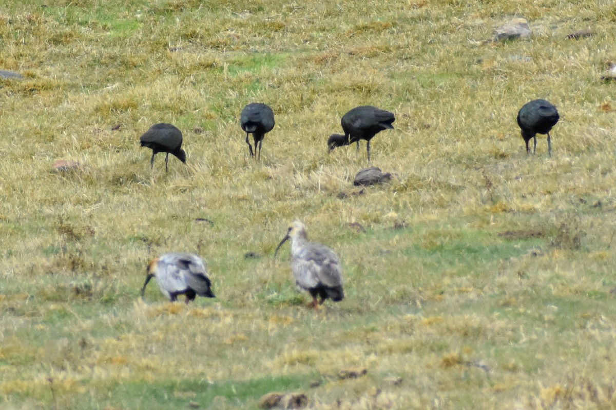 Коровайка тонкодзьоба - ML646966983