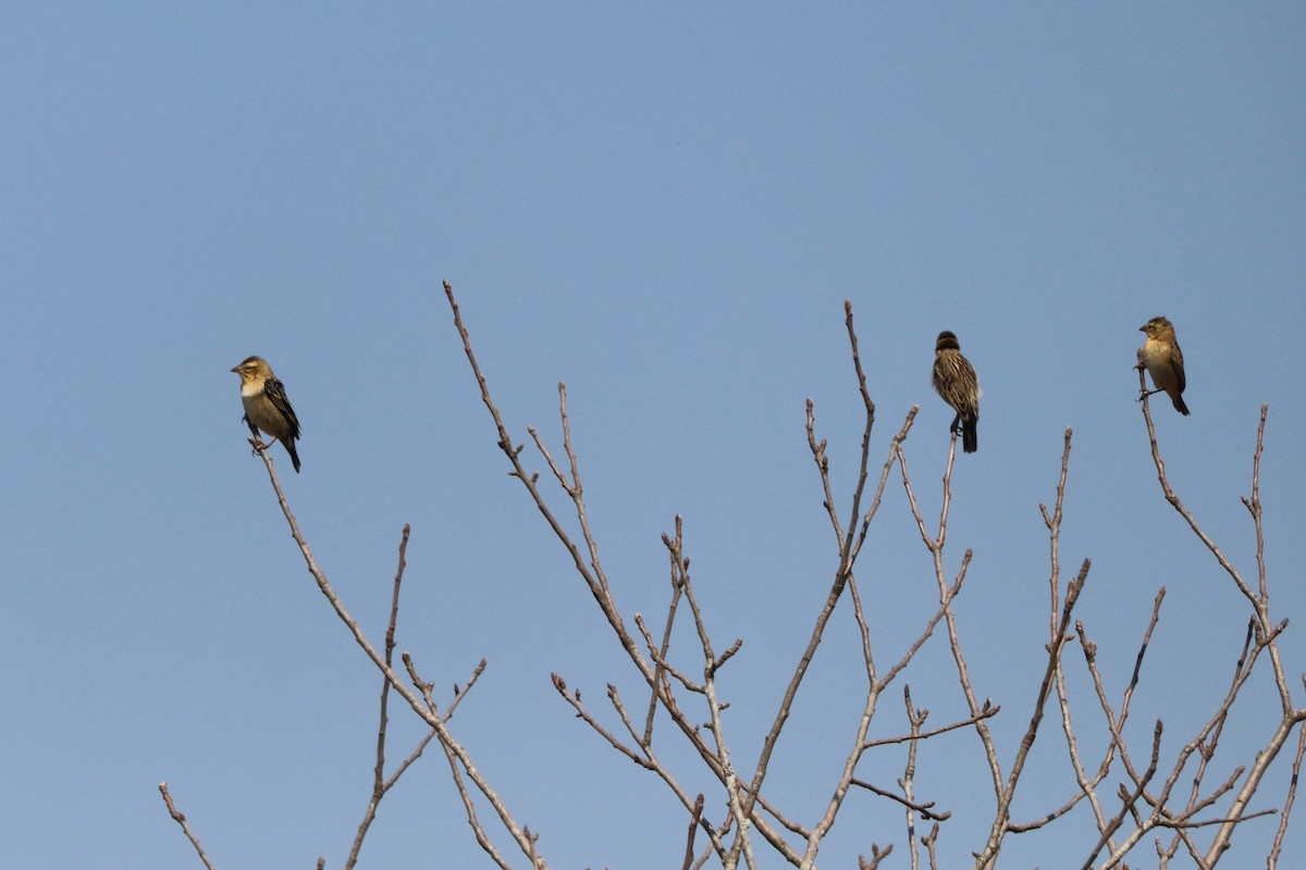 Red-collared Widowbird - ML646966990