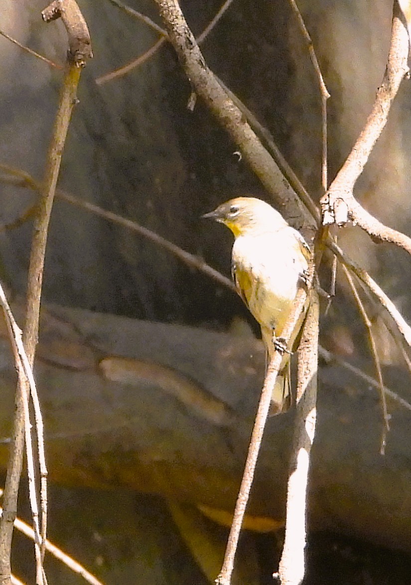 Reinita Coronada - ML646966992