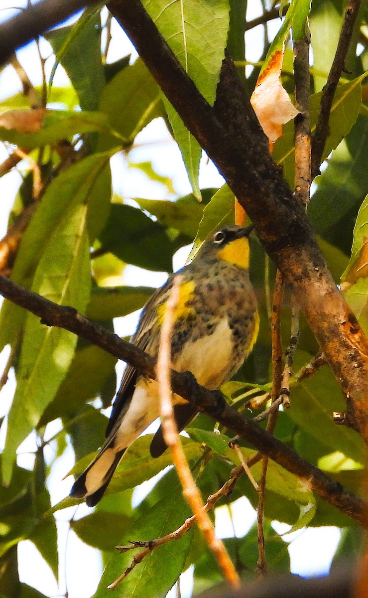 Reinita Coronada - ML646966994