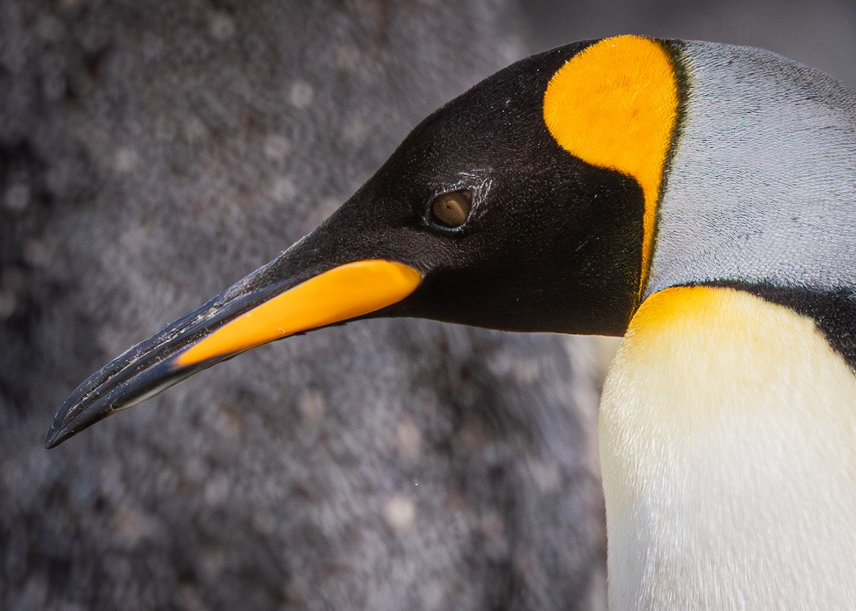 Pingüino Rey - ML646966995