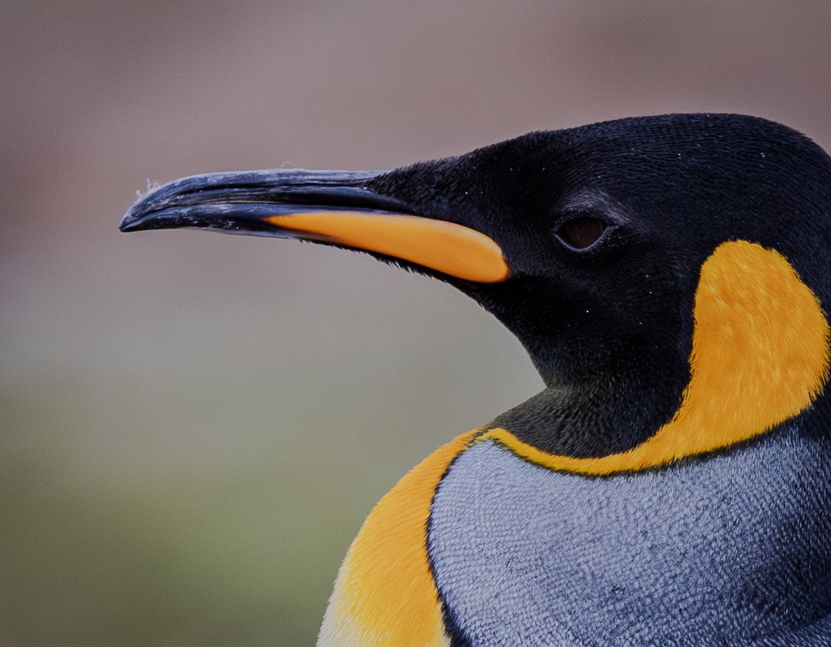 Pingüino Rey - ML646966996