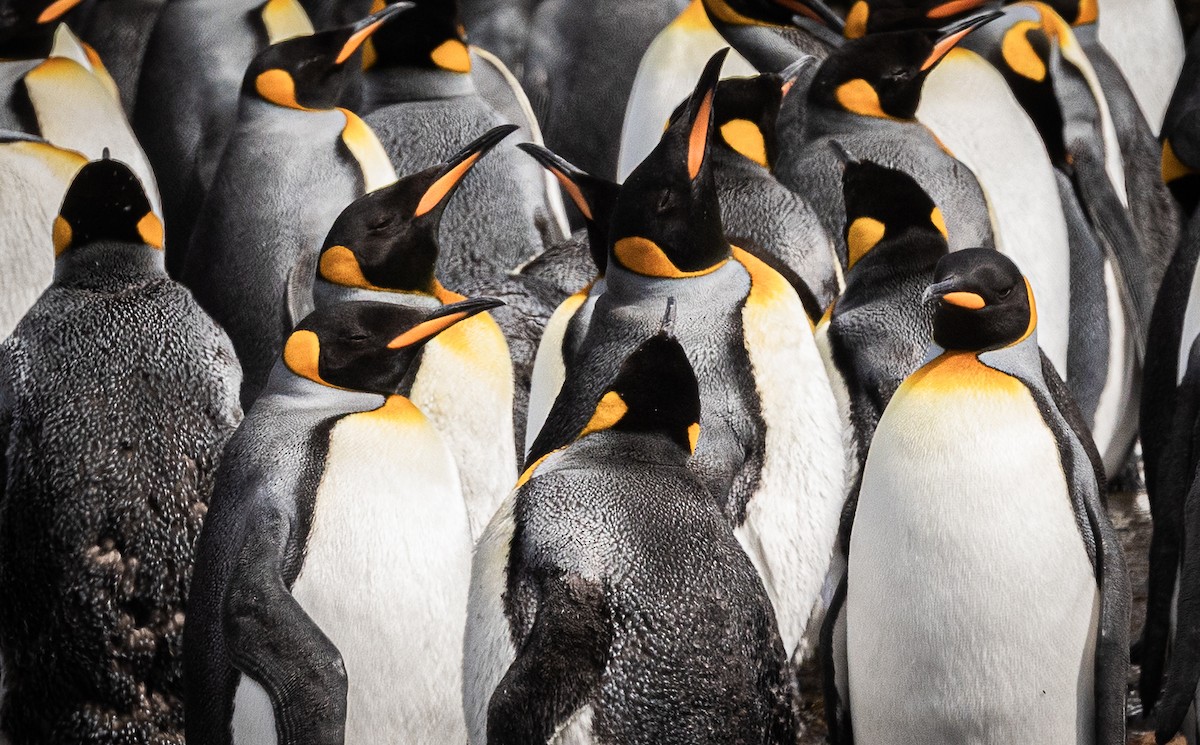 Pingüino Rey - ML646966997