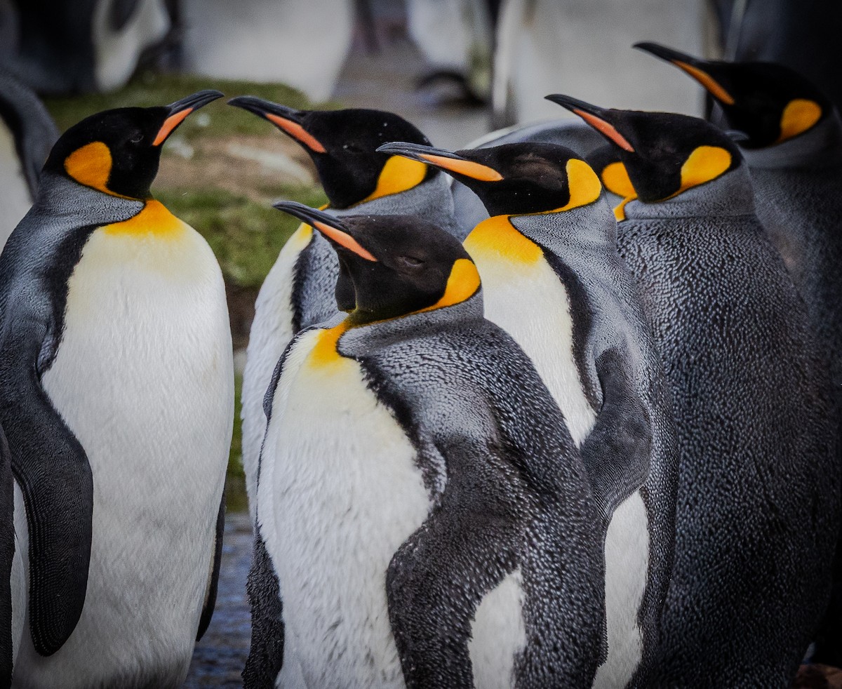 Pingüino Rey - ML646966998