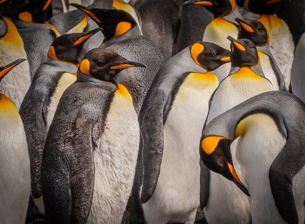 Pingüino Rey - ML646966999