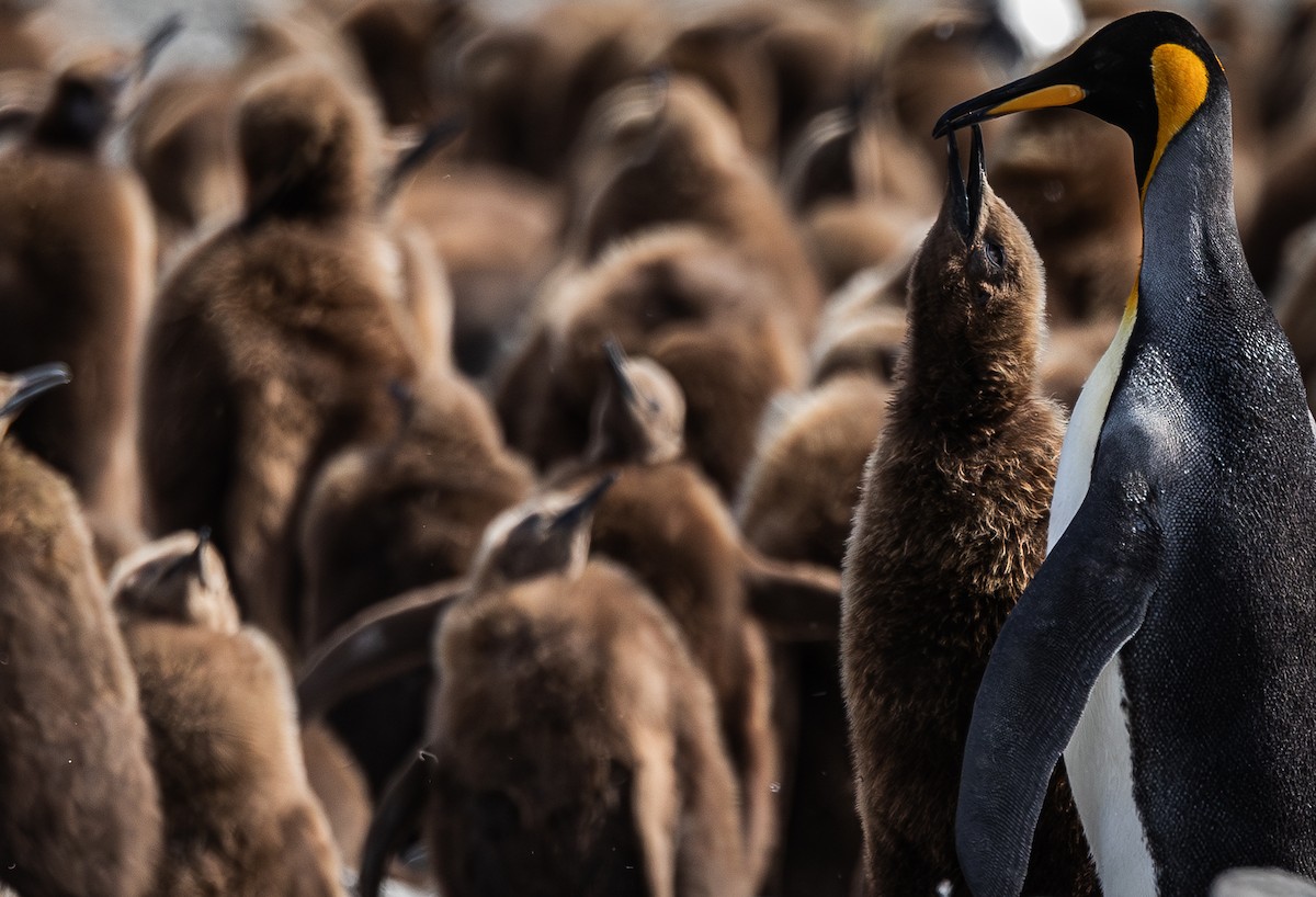 Pingüino Rey - ML646967001