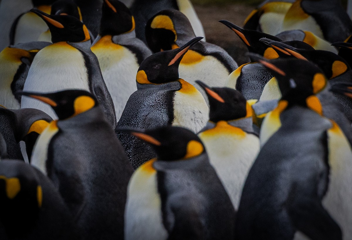 Pingüino Rey - ML646967003