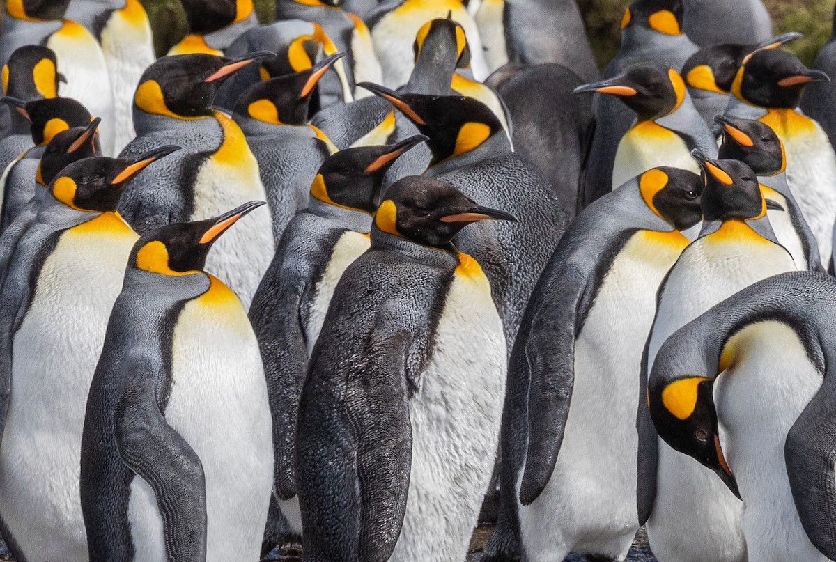 Pingüino Rey - ML646967004