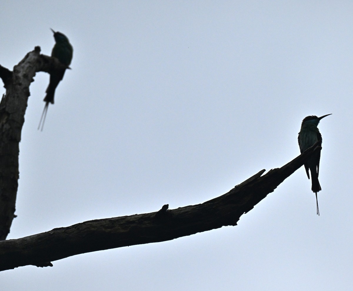 藍喉蜂虎 - ML646967008