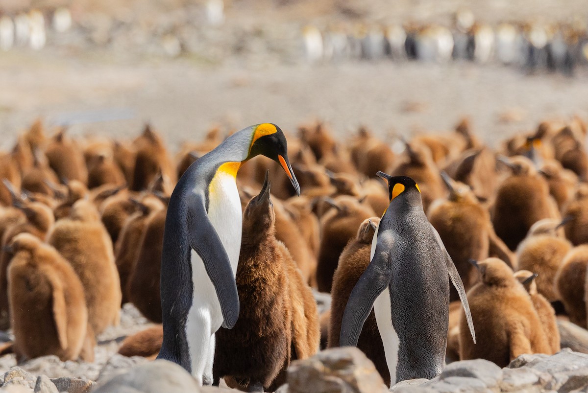 Pingüino Rey - ML646967011