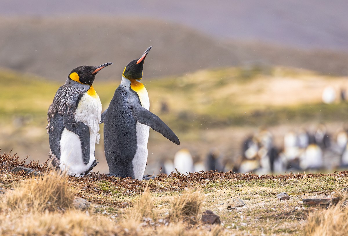 Pingüino Rey - ML646967016