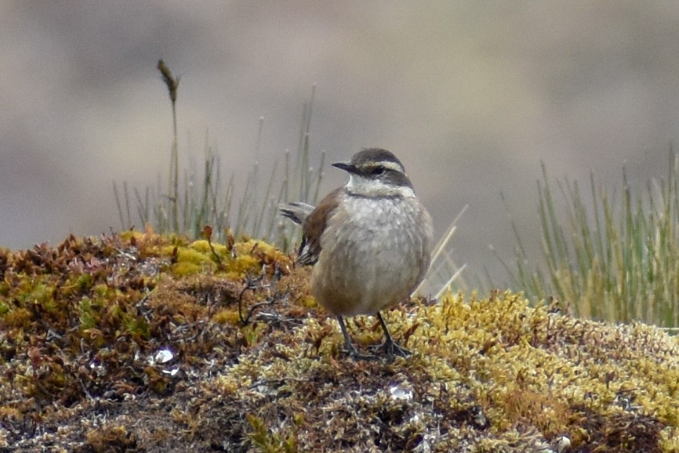 Трясихвіст гірський - ML646967026