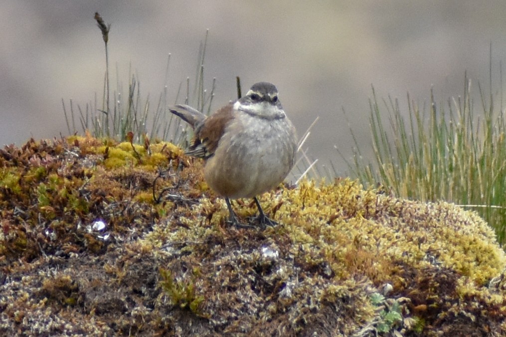 Трясихвіст гірський - ML646967027