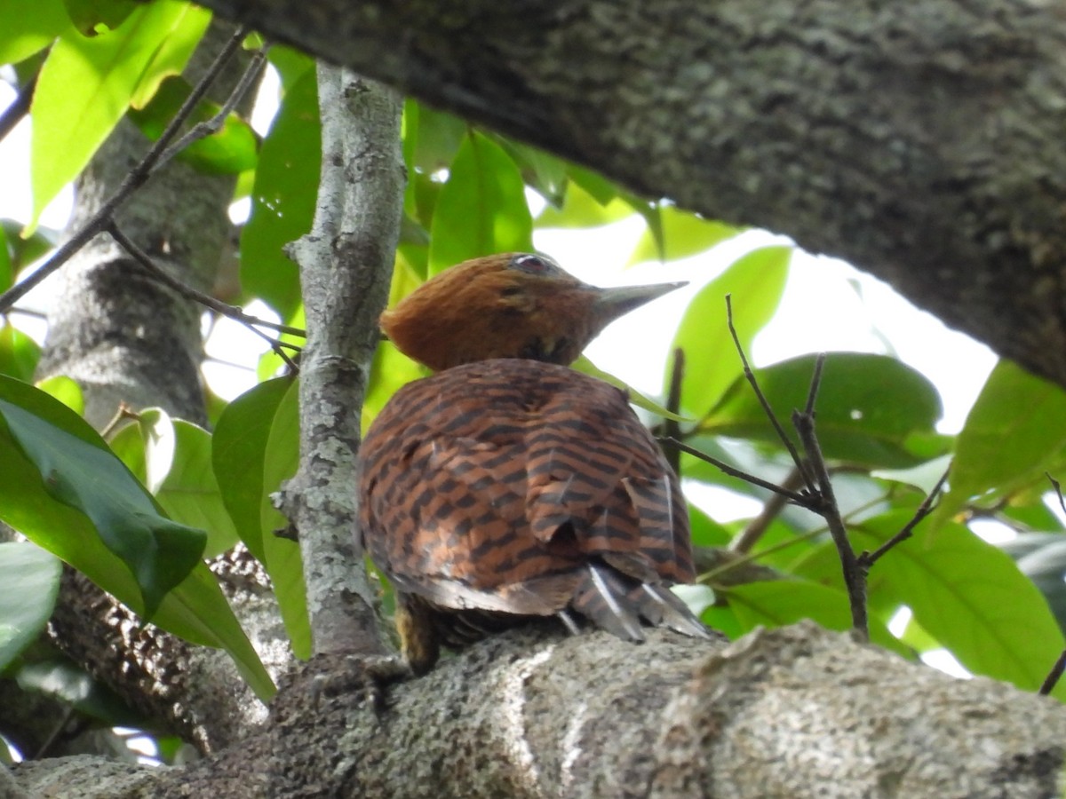 Carpintero Pechinegro (Amazónico) - ML646967035