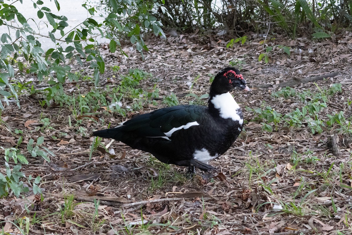 Muscovy Duck (Domestic type) - ML646967038