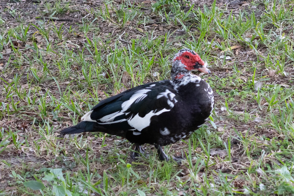 Muscovy Duck (Domestic type) - ML646967039