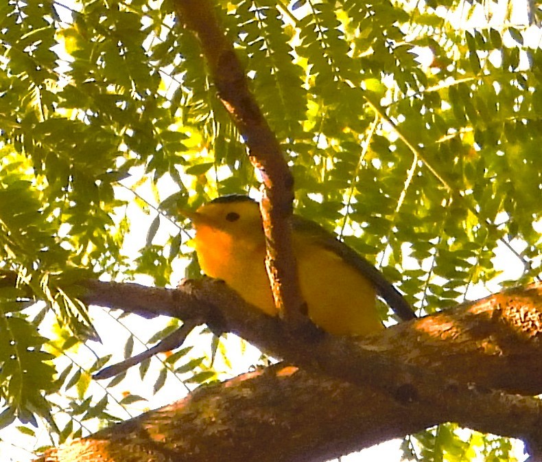 Reinita de Wilson - ML646967054