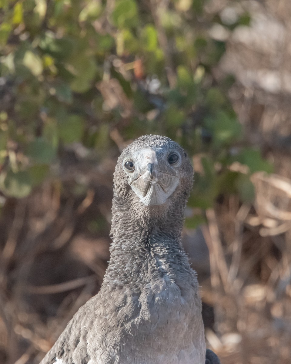Голубоногая олуша - ML646967056